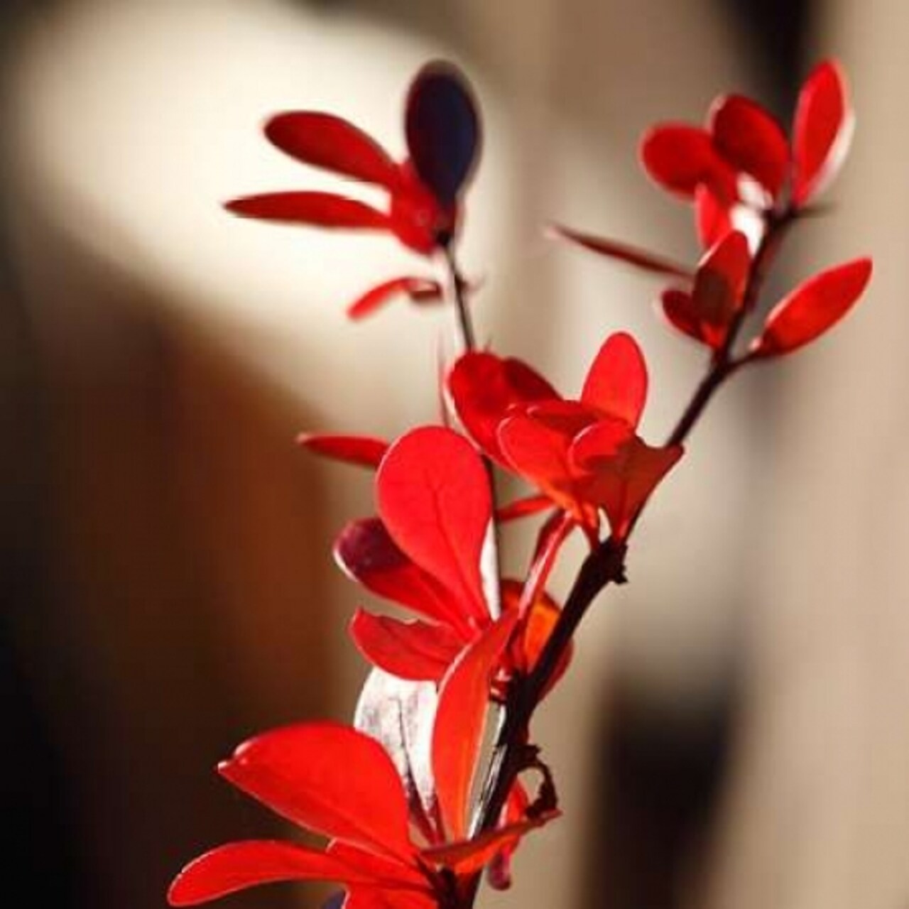 Red Leaves II Poster Print by Rita Crane - Item # VARPDXPSCRN321